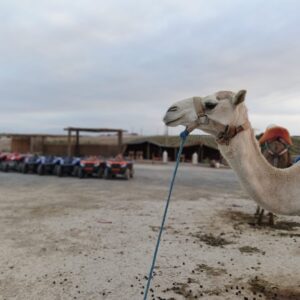 whatsapp image 2025 11 24 at 20.49.39